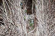 Fawn-breasted Bowerbird (Chlamydera cerviniventris)